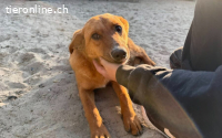 Zarte Tamara sucht ihr Zuhause