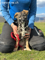 Zarte Usha sucht ihre Familie