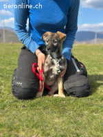 Zarte Usha sucht ihre Familie