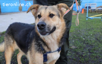 Zauberhafte Jojo sucht ihre Menschen