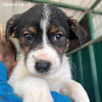 Zauberhafte Milla wünscht sich ein liebevolles Zuhause