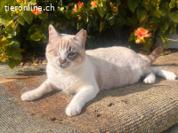 Zaubermaus Beanie sucht streichelnde Hände