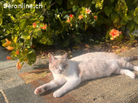 Zaubermaus Beanie sucht streichelnde Hände