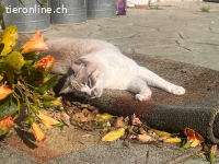 Zaubermaus Beanie sucht streichelnde Hände