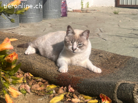Zaubermaus Beanie sucht streichelnde Hände