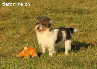 Zezik - unser Herzenshund