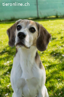 Zeus - Epileptiker sucht verständnisvolle Menschen