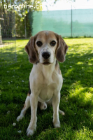 Zeus - Epileptiker sucht verständnisvolle Menschen