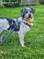 Zezik - lieber Hundebub sucht seine Menschen