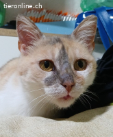 Zina - fiv+ - ohne Symptome - 4,5 Jahre - indoor