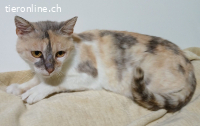 Zina - fiv+ - ohne Symptome - 4,5 Jahre - indoor