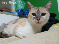 Zina - fiv+ - ohne Symptome - 4,5 Jahre - indoor
