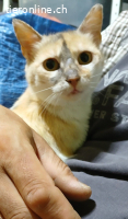 Zina - fiv+ - ohne Symptome - 4,5 Jahre - indoor