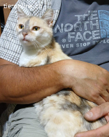 Zina - fiv+ - ohne Symptome - 4,5 Jahre - indoor