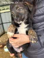 Zipo – Bereit für sein Für-Immer-Zuhause