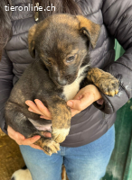 Zipo – Bereit für sein Für-Immer-Zuhause