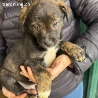 Zipo – Bereit für sein Für-Immer-Zuhause