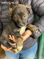 Zipo – Bereit für sein Für-Immer-Zuhause