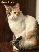 ZITZEL & ADELE - BEIDE AUSGESETZT, JETZT BESTE FREUNDINNEN