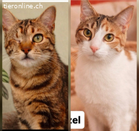 ZITZEL & ADELE - BEIDE AUSGESETZT, JETZT BESTE FREUNDINNEN