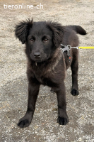 Zoe (3 Monate)- sucht Für-Immer-Zuhause