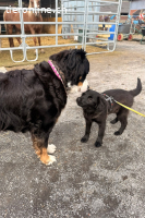 Zoe (4 Monate) – Familienhund sucht Familie
