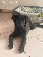 Zoe (4 Monate) – Familienhund sucht Familie