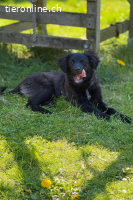 Zoe (4 Monate) – Familienhund sucht Familie