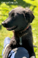 Zoe (4 Monate) – Familienhund sucht Familie