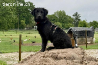 Zoe (4 Monate) – Familienhund sucht Familie