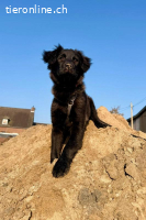 Zoe (4 Monate) – Familienhund sucht Familie