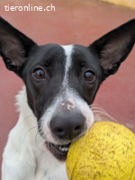 Zoe, w./kastr., geb. 03/2025, Grösse: ca. 45 cm/12 kg