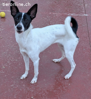 Zoe, w./kastr., geb. 03/2025, Grösse: ca. 45 cm/12 kg