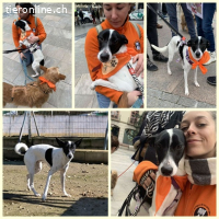 Zoe, w./kastr., geb. 03/2025, Grösse: ca. 45 cm/12 kg