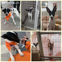 Zoe, w./kastr., geb. 03/2025, Grösse: ca. 45 cm/12 kg