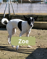 Zoe, w./kastr., geb. 03/2025, Grösse: ca. 45 cm/12 kg