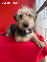 Zoe, Yorkshire-Mix, Vermittelt