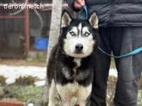 Zorro-6, lieber, kontaktfreudiger, freundlicher Vierbeiner