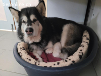 Zorro, 9 J, braucht Auslastung und gute Führung