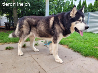 Zorro, 9 J, stattlicher Hund sucht gute Führung