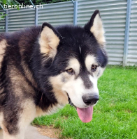 Zorro, 9 J, stattlicher Hund sucht gute Führung