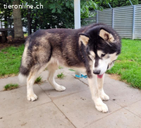 Zorro, 9 J, stattlicher Hund sucht gute Führung