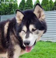 Zorro, 9 J, stattlicher Hund sucht gute Führung