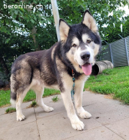 Zorro, 9 J, stattlicher Hund sucht gute Führung