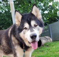 Zorro, ca 9 Jahre, männl, stattlicher Alaskan Malamute