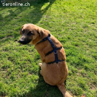 Zorro - entstammt einer lustigen Rasselbande von 7