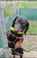 Zorro, Kurzhaardackel, Rüde, geb. am 15.06.2022, ca. 30 cm