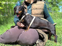 ZOZI, lieber Hundemann, ca. 4 Jahre, 27cm, 9,7kg