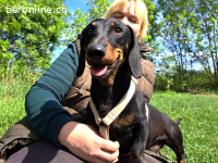 ZOZI, lieber Hundemann, ca. 4 Jahre, 27cm, 9,7kg