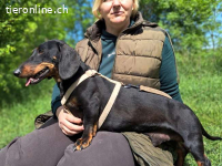 ZOZI, lieber Hundemann, ca. 4 Jahre, 27cm, 9,7kg